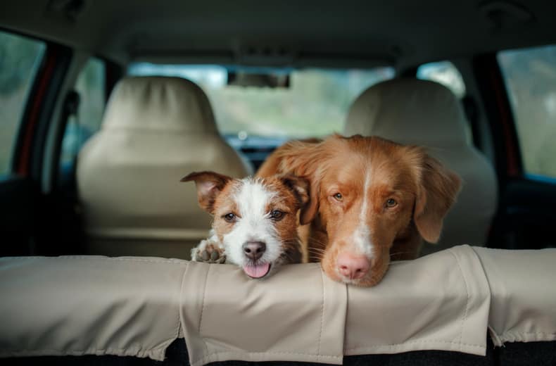 pets in a car